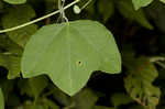 Yellow passionflower